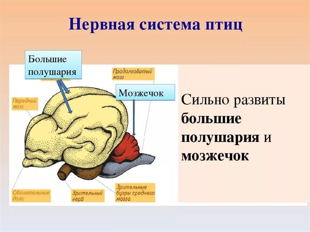 Нервная система птиц 8 класс. Строение нервной системы птиц. нервная система птиц головной мозг. функции нервной системы у птиц. центральная нервная система птиц.
