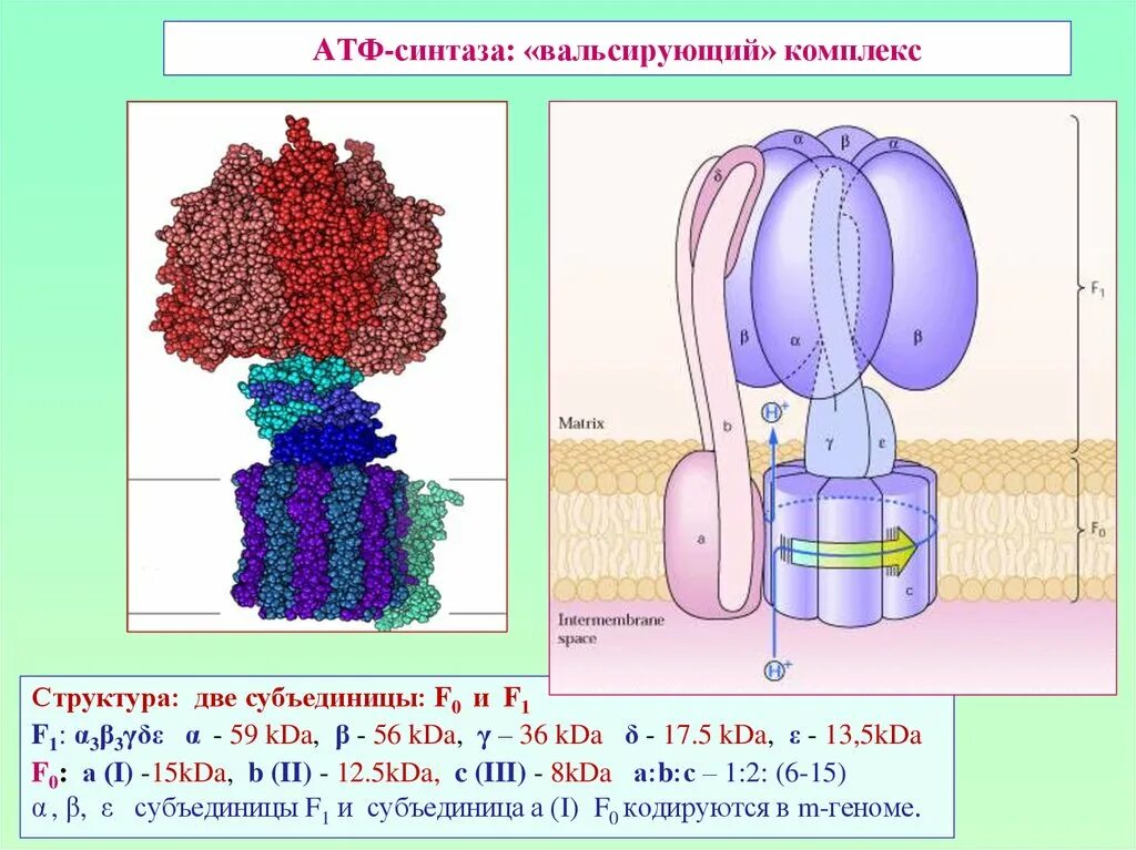 Строение атф синтазы. АТФ синтаза f1 f0. АТФ синтетаза схема. АТФ-синтаза структура функция. Схема строения АТФ синтазы.