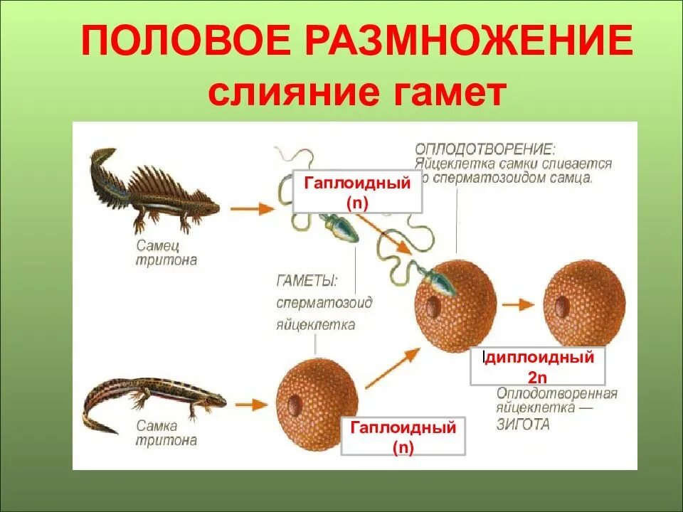 Половое размножение животных оплодотворение. Этапы полового размножения животных. Половое размножение слияние гамет. Биология - половое размножение. Развитие половых клеток.