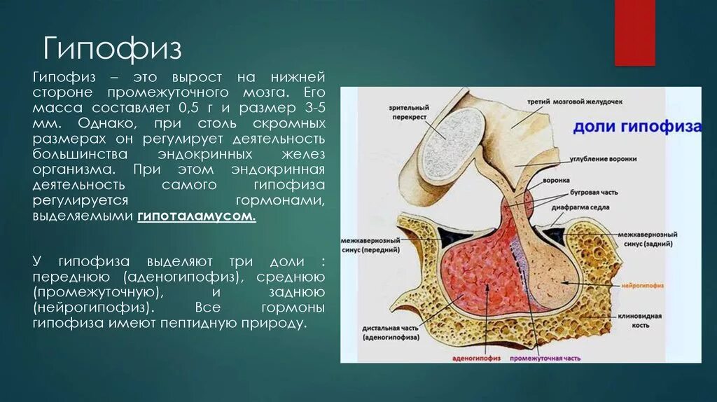 Гипофизы цена