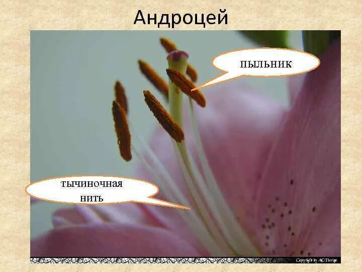 Андроцей. Андроцей