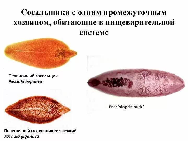 Печеночный сосальщик приспособления. Систематика печеночного сосальщика. Ланцетовидный сосальщик. Печеночный сосальщик классификация. Печеночный сосальщик биология.