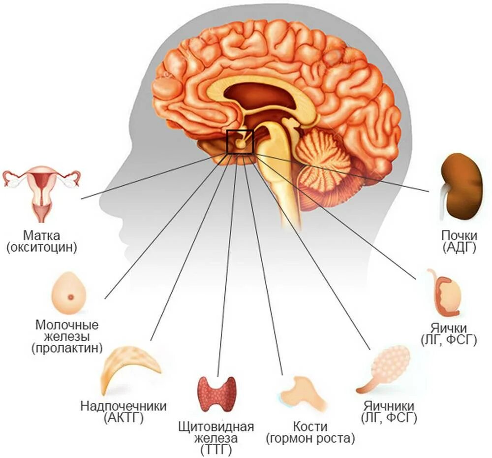 Пролактин щитовидная. Гипофиз головного мозга гормоны. Структура головного мозга гипофиз. Гипофиз схема мозга. Строение гормонов аденогипофиза.