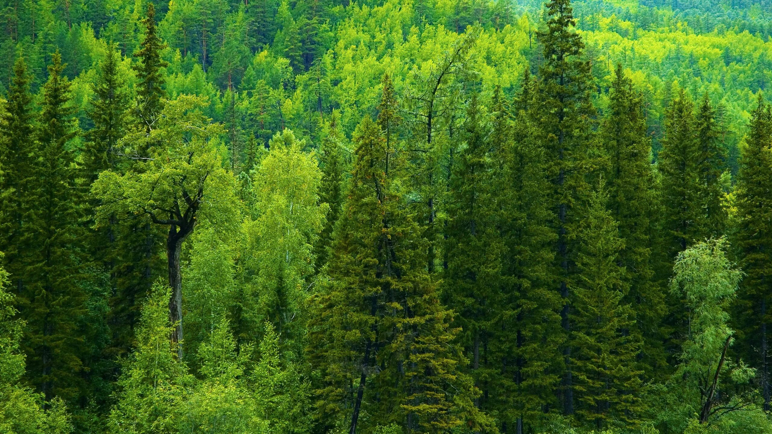 Пихтовый лес тайги. Кедр темнохвойная Тайга. Пихта Сибирская лес. Темнохвойная смешанная пихтово-кедрово-Еловая Тайга.