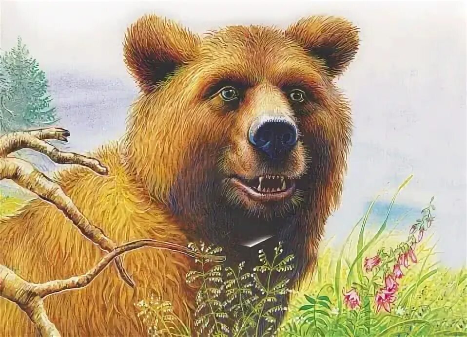 Мишка башка. Бианки мишка башка. медведь бианки. медведь из рассказа бианки. иллюстрации к произведениям бианки мишка башка.