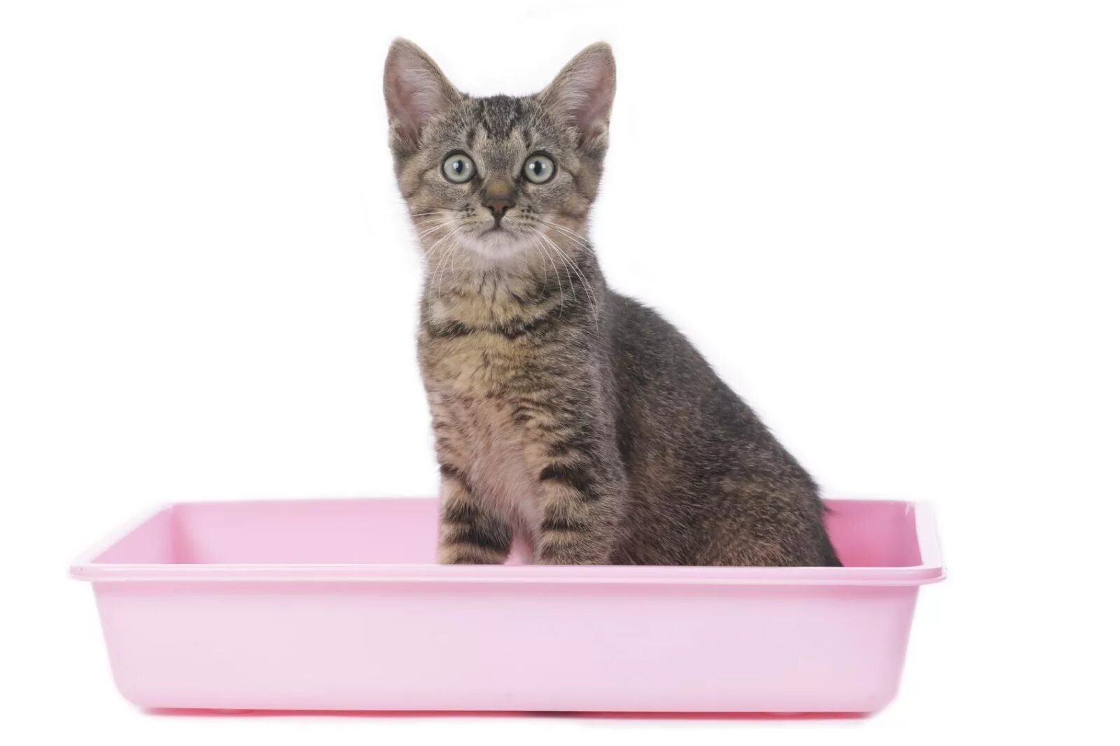 Как приучить котенка к лежанке