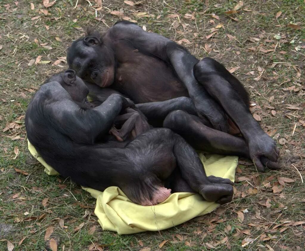 Бонобо обезьяна. Шимпанзе бонобо. Шимпанзе бонобо спаривание. Бонобо спариваются. Как часто размножаются