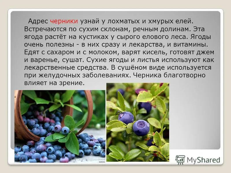 Как озаглавить текст как узнать чернику. Русский язык 3 класс упражнение 241. Русский язык 3 класс упражнения. Русский язык 3 класс 1 часть страница 125. Как озаглавить текст как узнать чернику.