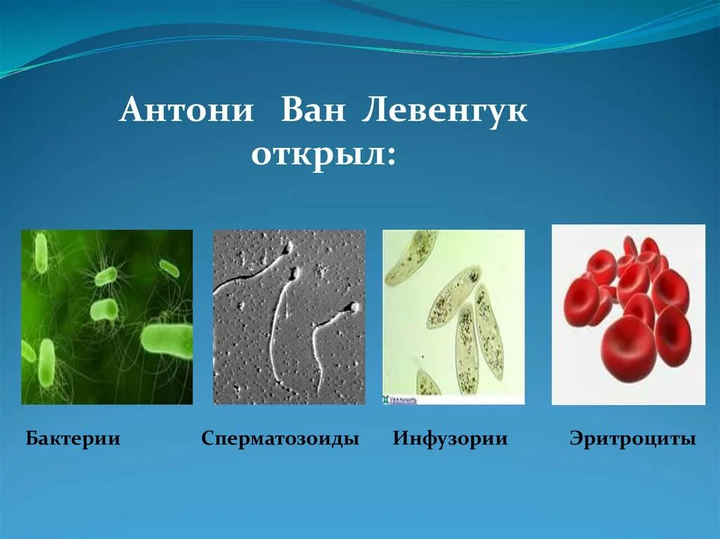 1 простейшие были открыты. Антони Ван Левенгук микробы. Антони Ван Левенгук открыл бактерии. Антони Ван Левенгук микроскоп. Левенгук микробы.