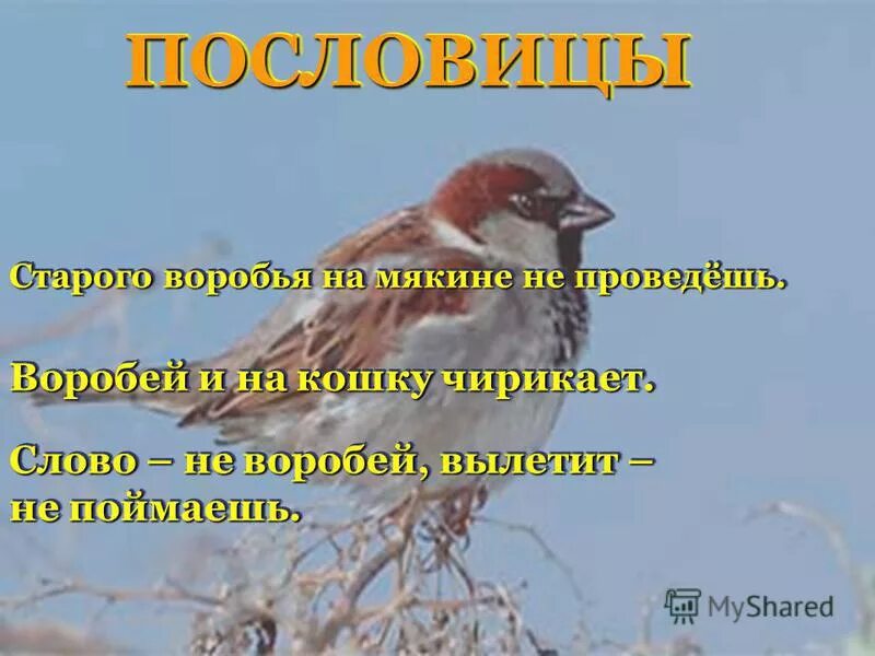 Текст старый воробей. Старого воробья на мякине не проведешь. Пословица слово не Воробей.