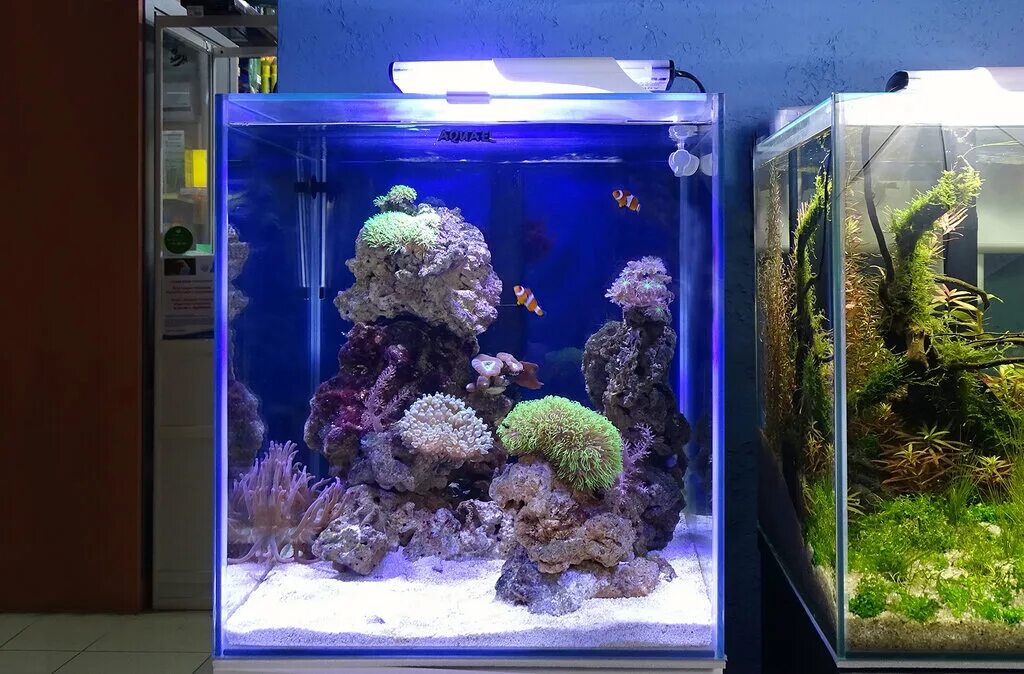 Аквалого интернет магазин. Аквариум Reef Duo led. Аква лого. Нанориф. Аквариум 49 литров.