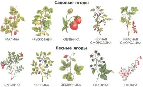 Слова связанные с ягодами