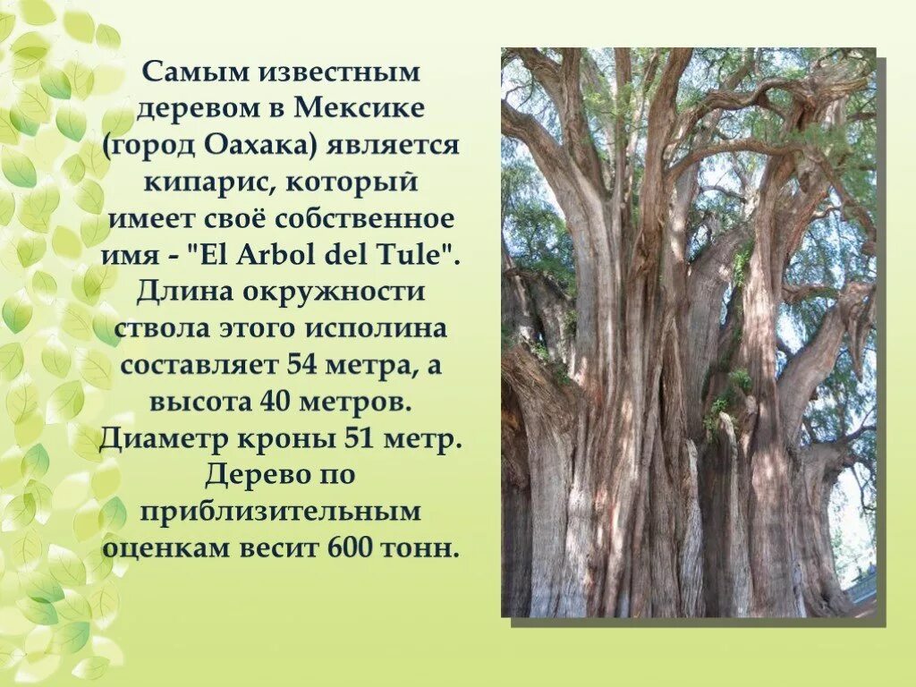 Презентация мир деревьев