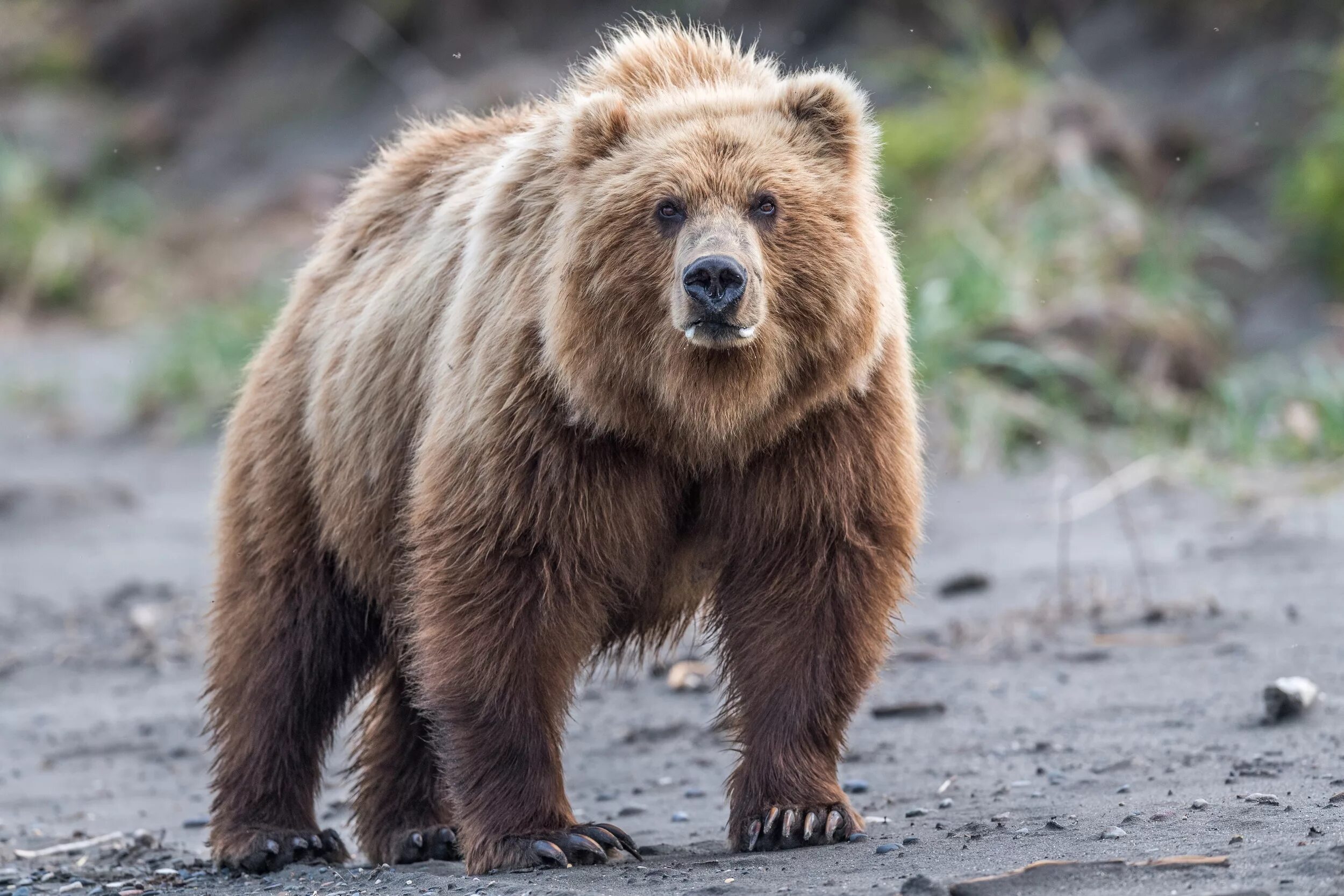 Медведь крупное млекопитающее. Камчатский бурый медведь. Медведь Камчатский Камчатский бурый. Бурый медведь Камчатский медведь. Камчватскийбурый медведь.