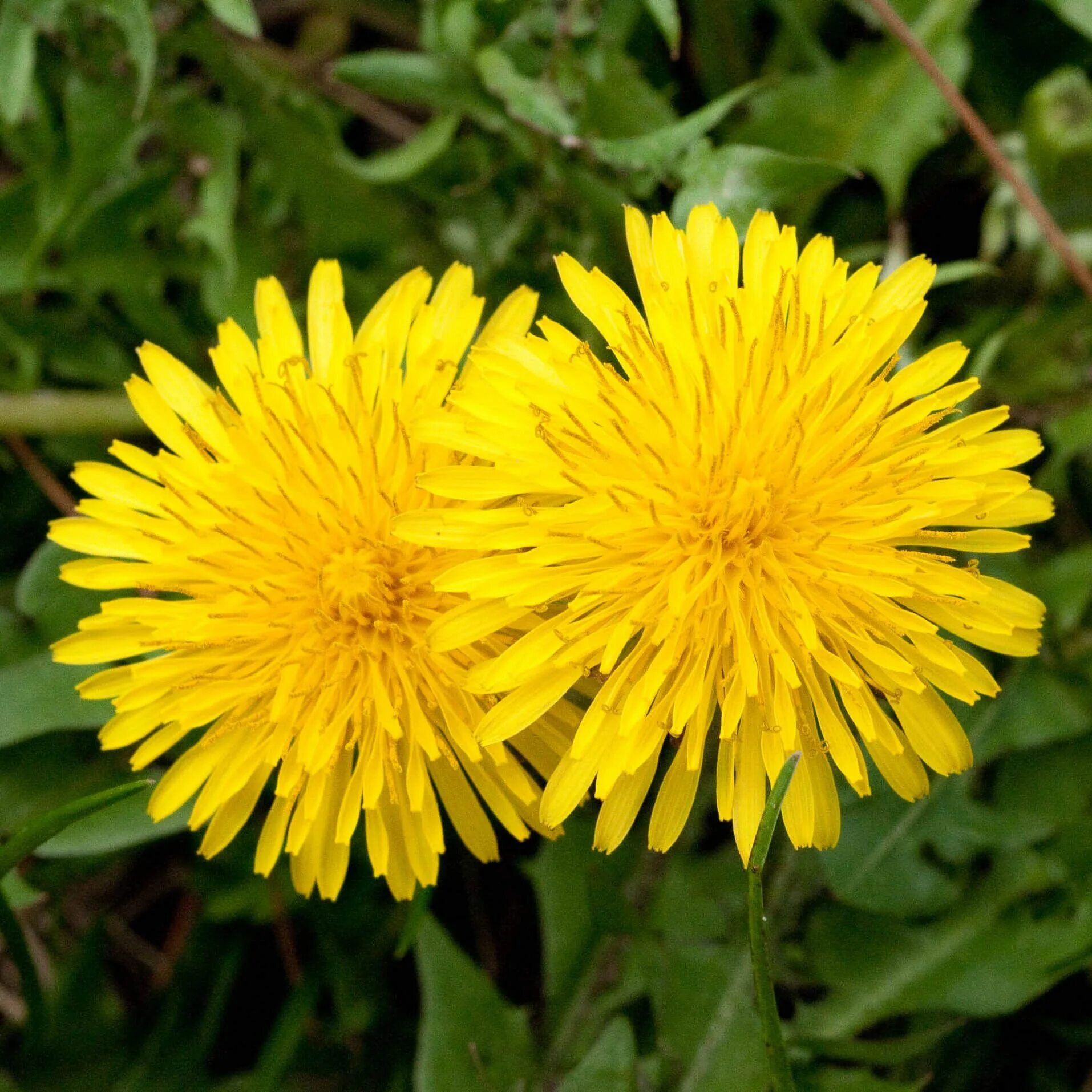 Цветки одуванчиков в народной медицине. Одуванчик Taraxacum officinale. Taráxacum officinále - одуванчик обыкновенный[. Taraxacum officinale f.h.Wigg. – Одуванчик лекарственный. Кульбаба обыкновенная.