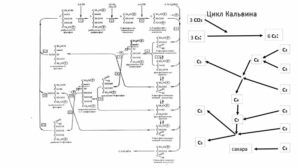 Протекают реакции цикла кальвина. Цикл Кальвина схема. Синтез с циклом Кальвина. Цикл Кальвина этап регенерации. Темновая фаза фотосинтеза цикл Кальвина.