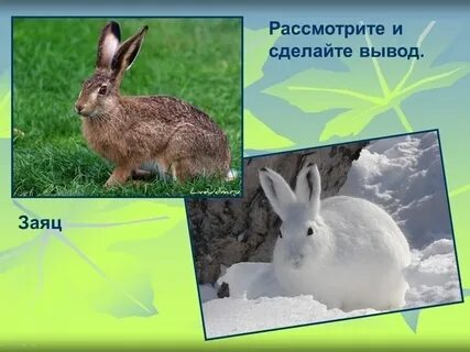 Когда заяц меняет окраску