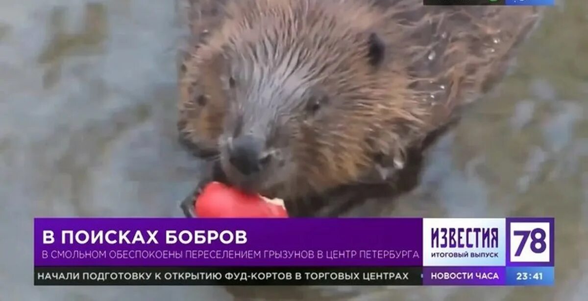 Бобер в СПБ. Нашествие Бобров в Питере. Боброво Санкт Петербург. Бобры в спб