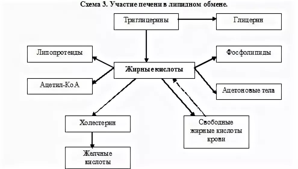 Роль печени в обмене. Роль печени в метаболизме липидов. Роль печени в обмене липидов схема. Участие печени в липидном обмене схема. Роль печени в липидном обмене биохимия схема.