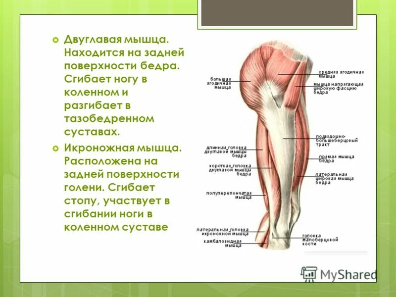 Мышцы участвующие в разгибании бедра. Мышцы сгибатели тазобедренного сустава. мышцы сгибающие и разгибающие ногу в коленном суставе. мышца разгибающая голень в коленном суставе. мышца разгибает ногу в коленном суставе.