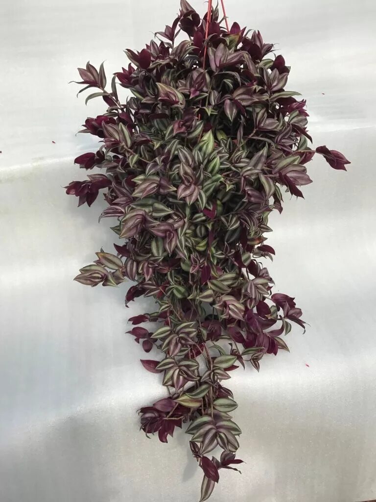 Традесканция зебрина пурпурная. Традесканция зебрина. Традесканция полосатая зебрина. Традесканция зебрина зеленая. Традесканция полосатая зебрина.