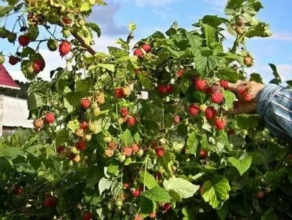 Выращивание малины отзывы