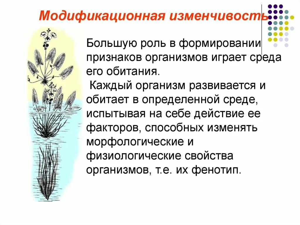 Модификационная изменчивость примеры фото Shkola-2.ru