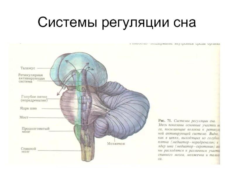 Функции промежуточного мозга регуляция работы. .ядри ретикулярная формация анатомия. ядра промежуточного мозга мозга. ядро шва средний мозг. системы регуляции сна.