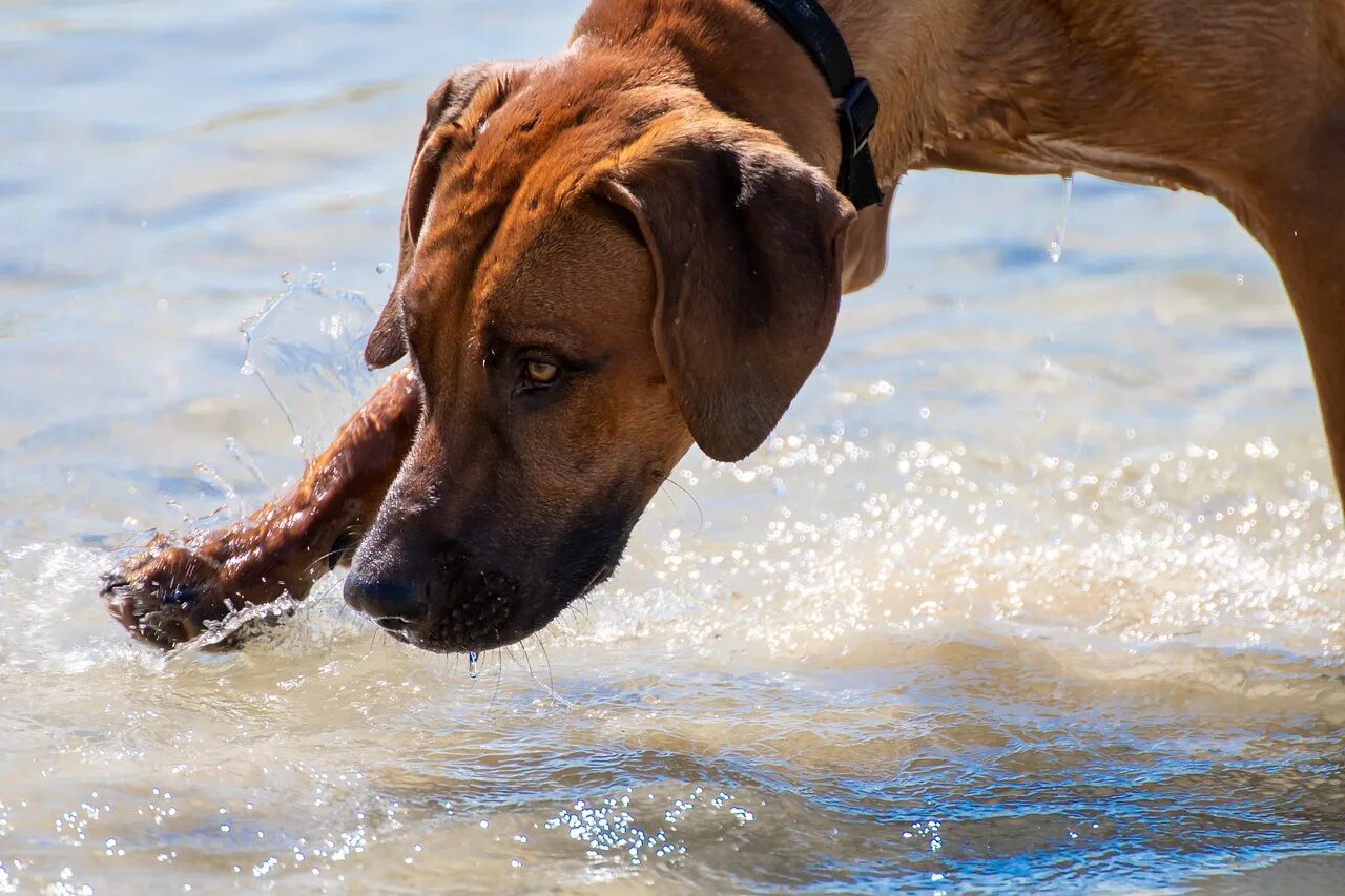 Сколько собака может без воды. Родезийский риджбек. Риджбек собака Родезийский. Фото родезийского риджбека. Собака в воде.