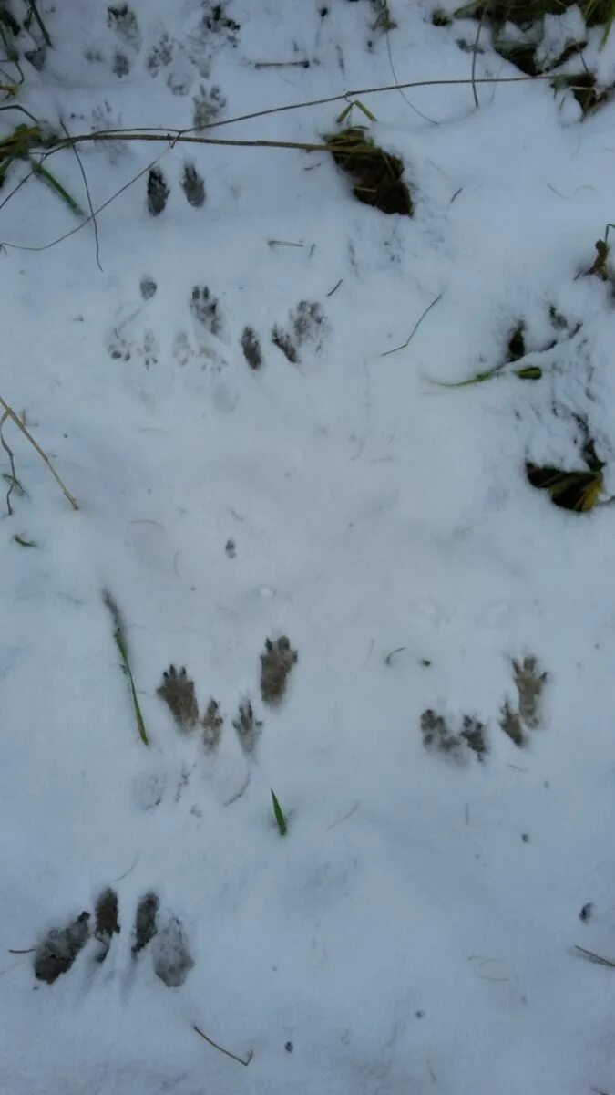 следы белки на снегу зимой
