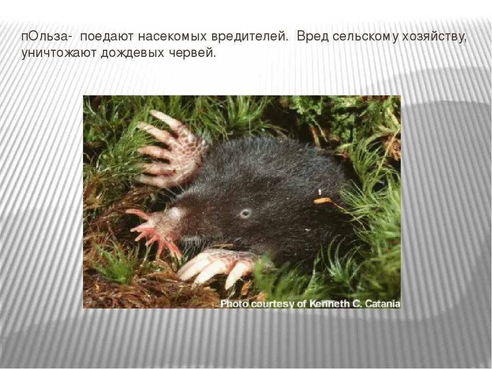 Особенности внешнего строения крота. Крот животное. образ жизни крота. доклад про крота. шерсть крота.