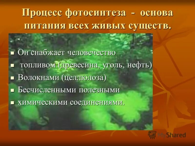 роль фотосинтеза 6 класс. роль фотосинтеза. значение фотосинтеза в природе и жизни человека. космическая роль зеленых растений. фотосинтез космическая роль растений.