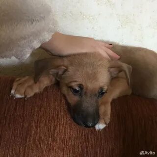 Авито отдам собаку