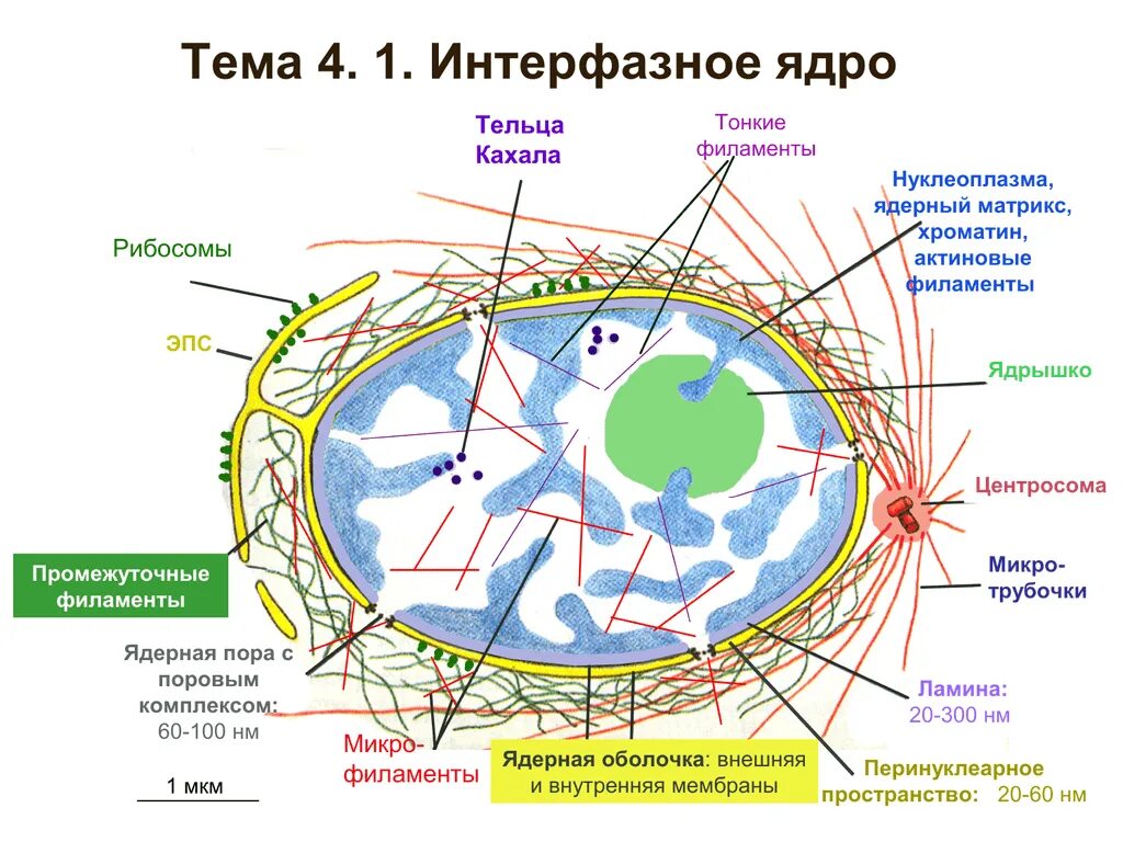 Стационарное ядро. Схема структурной организации интерфазного ядра. Структура и функции интерфазного ядра. Интерфазное ядро клетки. Строение интерфазного ядра клетки.