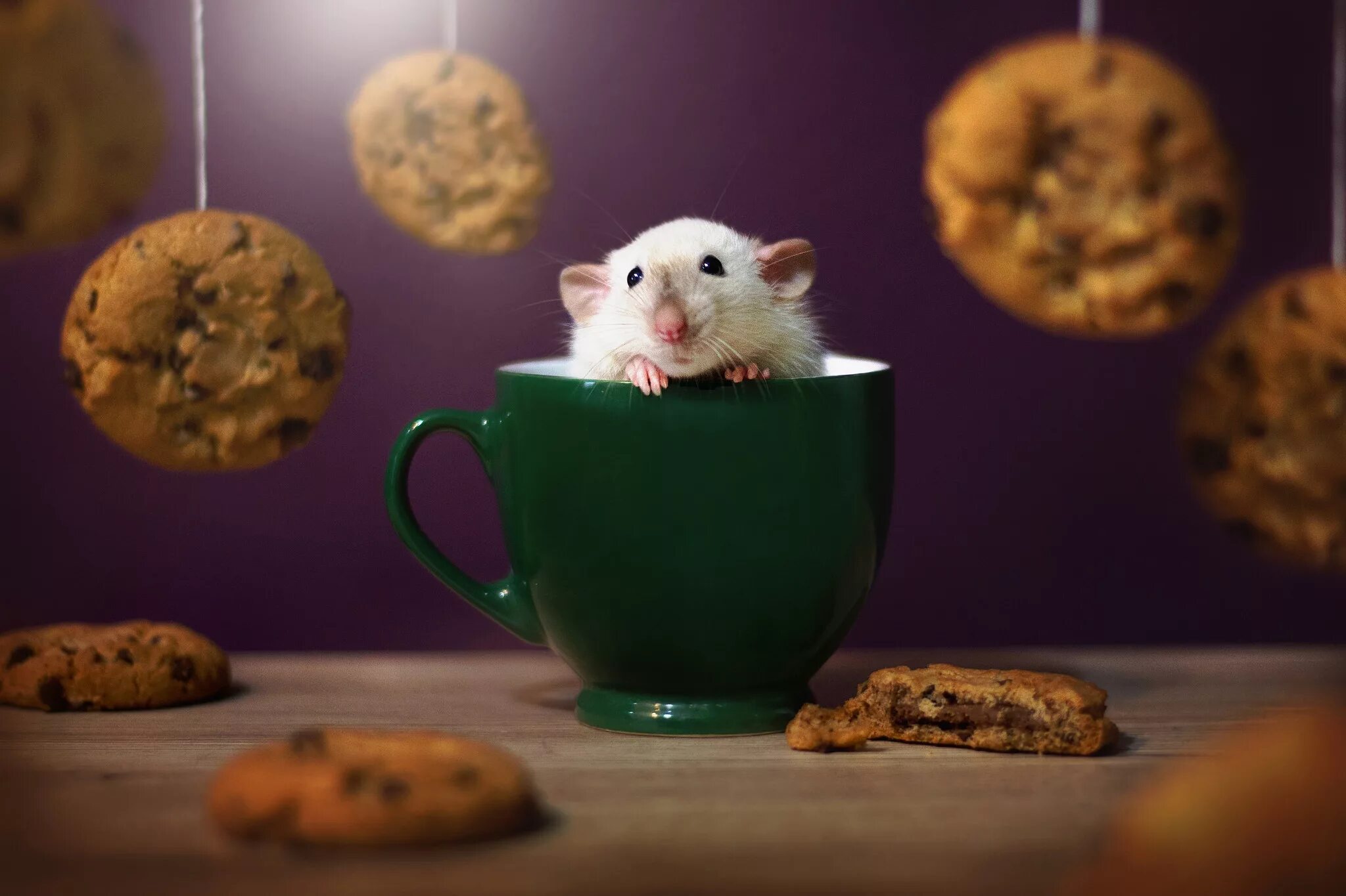 Мыши рабочий стол. Милый хомячок. Крыса в чашке. Мышь в кружке. Милые мышки.