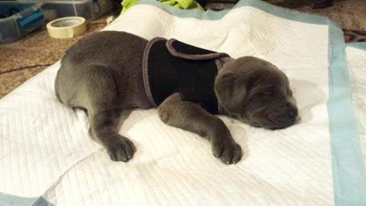 Корсет для щенка с синдромом пловца. Синдром пловца. Синдром пловца у щенка фото. Корсет для котят с плоскогрудием. Синдром пловца.