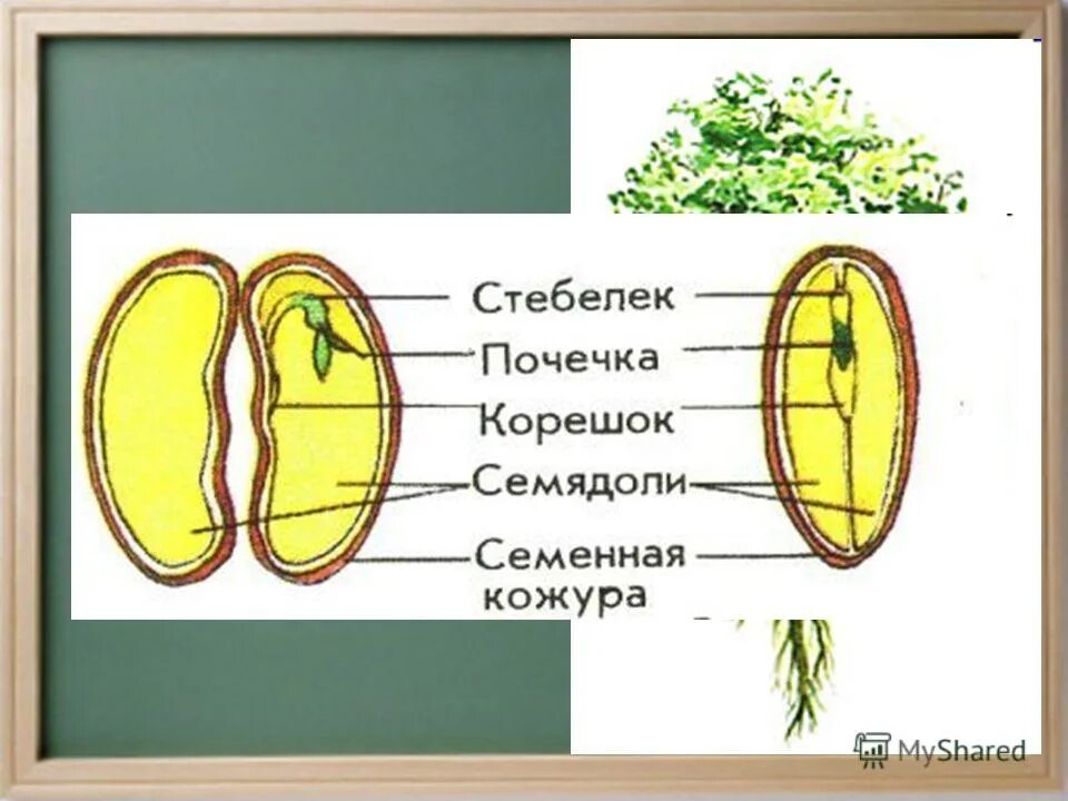 Из семядолей стебелька корешка и почечки. Стебелек почечка корешок семядоли. Семядоля рисунок. Семенная кожура семядоли. Почечка это в биологии 6 класс.