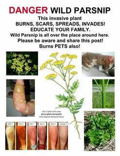 Poison plant