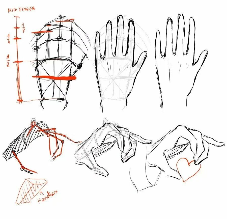Груки. Анатомия рук кисти рук референс. Анатомия кисти референс. Анатомия кисти руки человека референс. Анатомия человека для рисования руки.