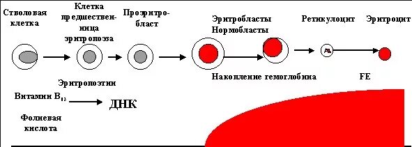 Стадии развития крови. Созревание эритроцита схема. Схема созревания кровяных клеток. Схема образования эритроцитов. Формирование эритроцитов схема.