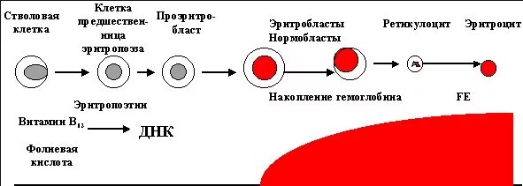 Эритроциты клиническое значение