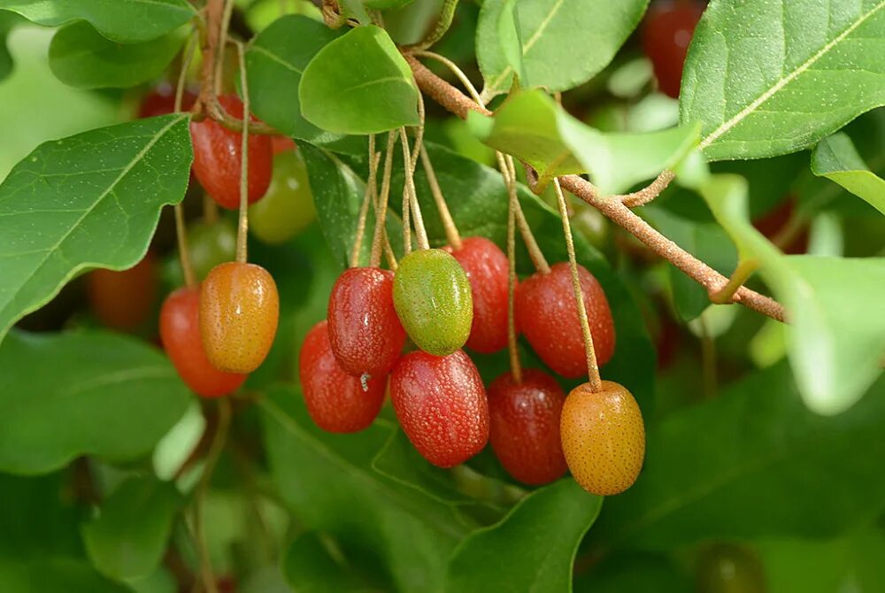 Ежемалина кумберленд. Ирга ягода куст. Гуми (лох многоцветковый) - elaeagnus multiflora. Ирга тиссен. Ирга сорт тиссен.