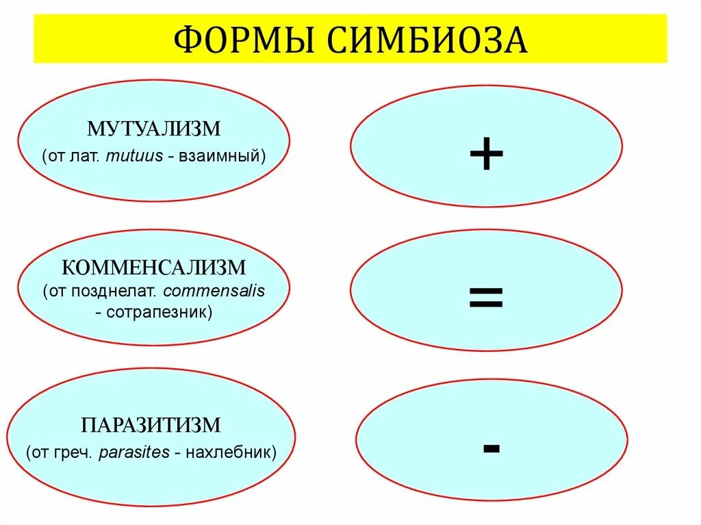 Формы симбиотических отношений. Виды симбиоза. Формы симбиоза. Виды паразитизма симбиоз. Формы проявления симбиоза.