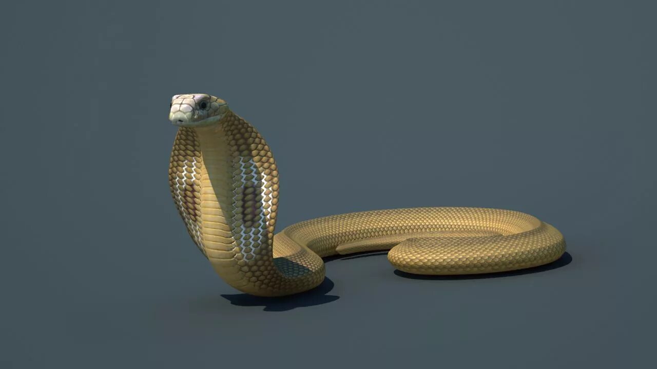 D cobra. Cobra 3d model. 3d модель кобры. Королевская Кобра фото. Змея 3d.