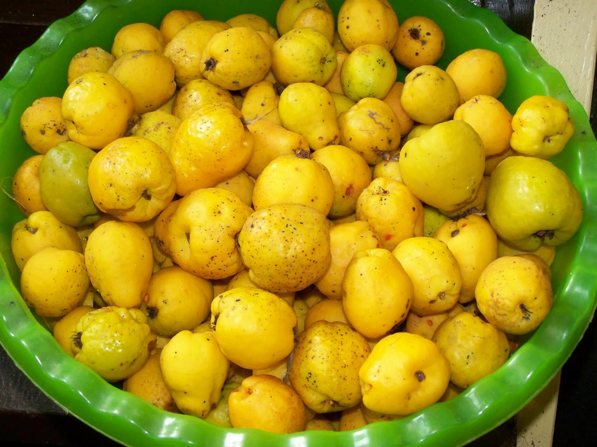 Айва хеномелес плоды. Лимонная айва хеномелес. Айва японская лимонник. Зубутлинская айва.