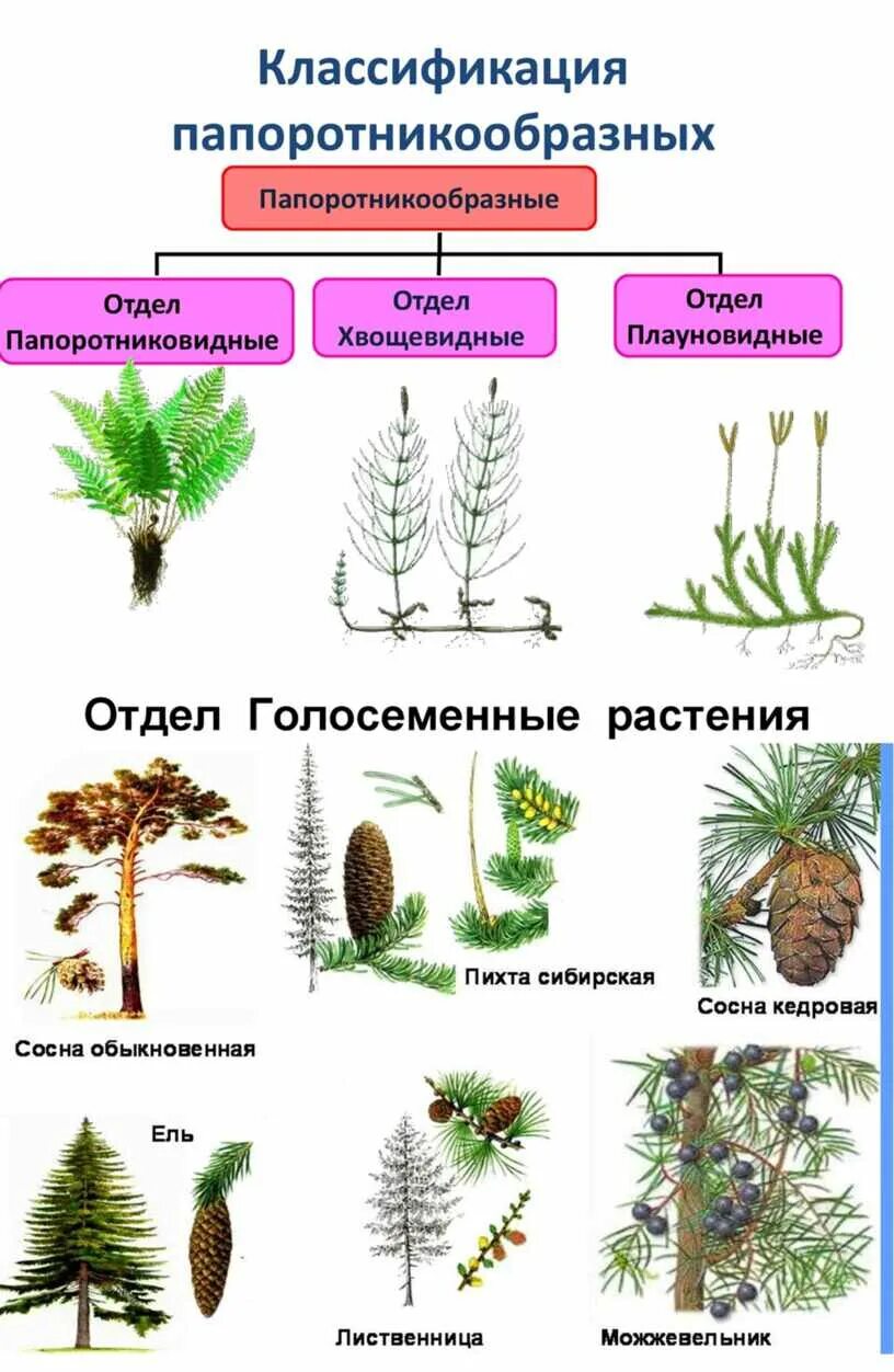 Какие отделы растений показаны на рисунке. Плауновидные это Голосеменные. Сосна Сибирская отдел Голосеменные. Отдел Голосеменные представители. Классификация голосеменных растений схема.