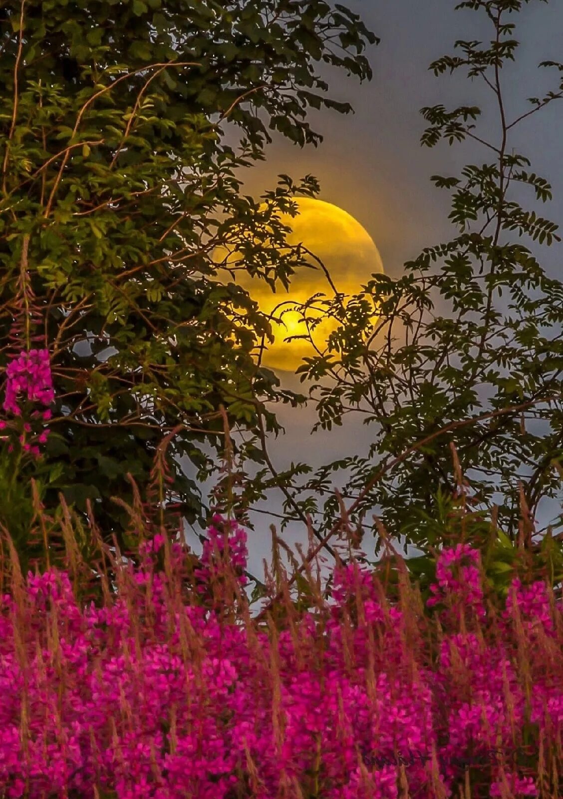 Красивая ночь. Доброй летней ночи. Спокойной ночи природа цветы. Спокойной ночи природа цветы. Водяные лилии ночью.