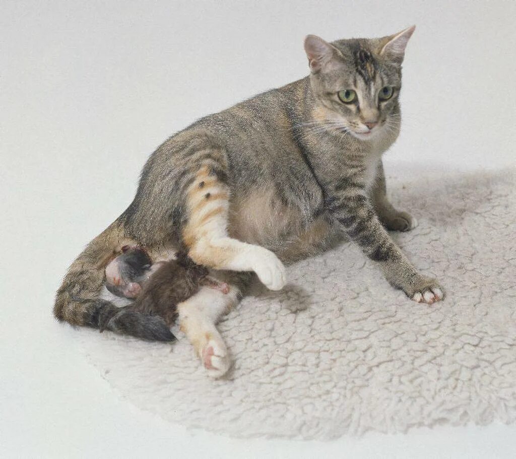 Кошка через неделю после родов
