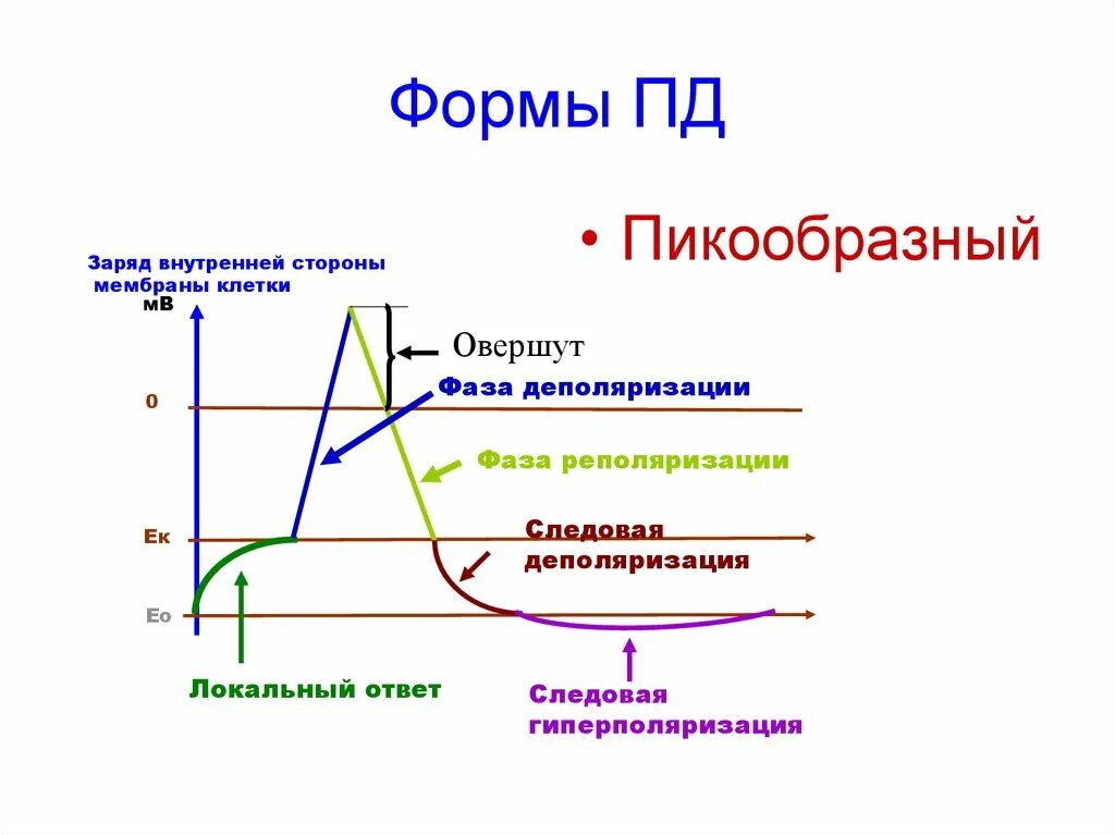 Пикообразный потенциал действия. Локальный ответ и Пд. Пикообразный. Виды Пд. Типы пд