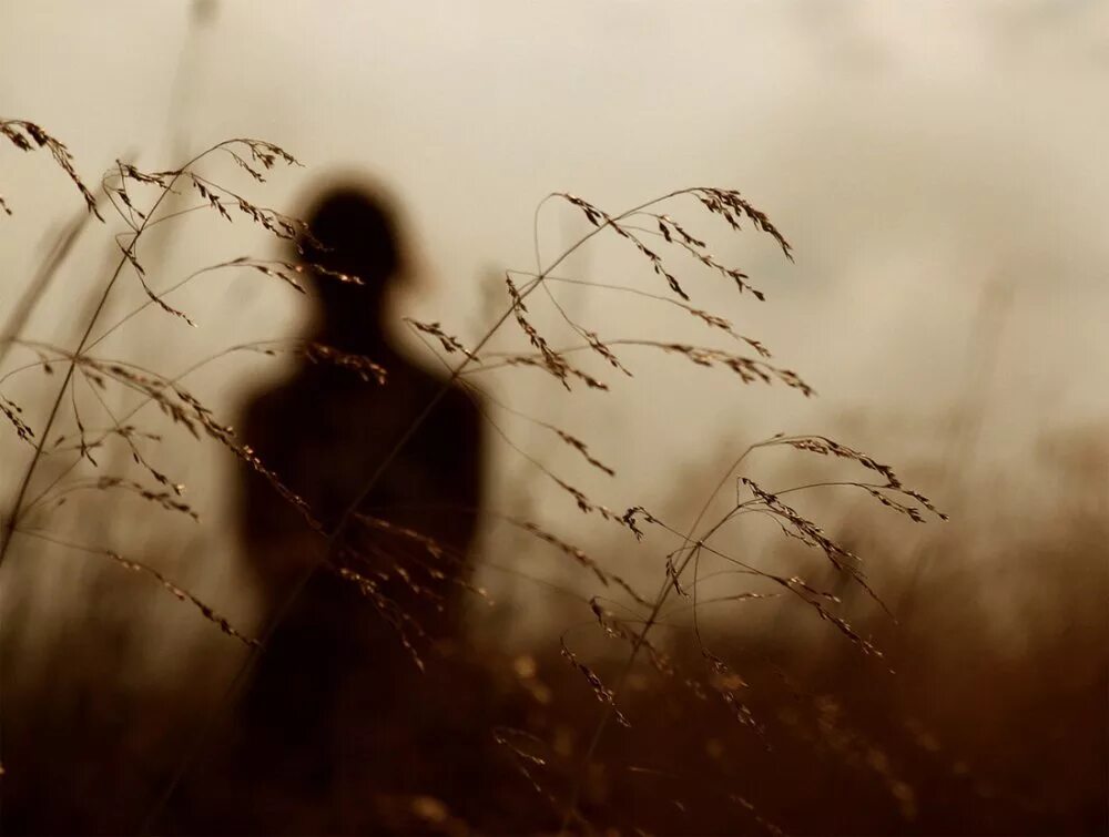 Грустные воспоминания. Одинокие птицы. Одинокие дни летят. Я жду тебя стихи. Одуванчик на ветру.